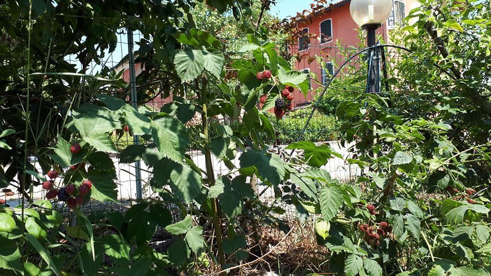 Quadrifoglio Relax Pension San Donà di Piave Buitenkant foto