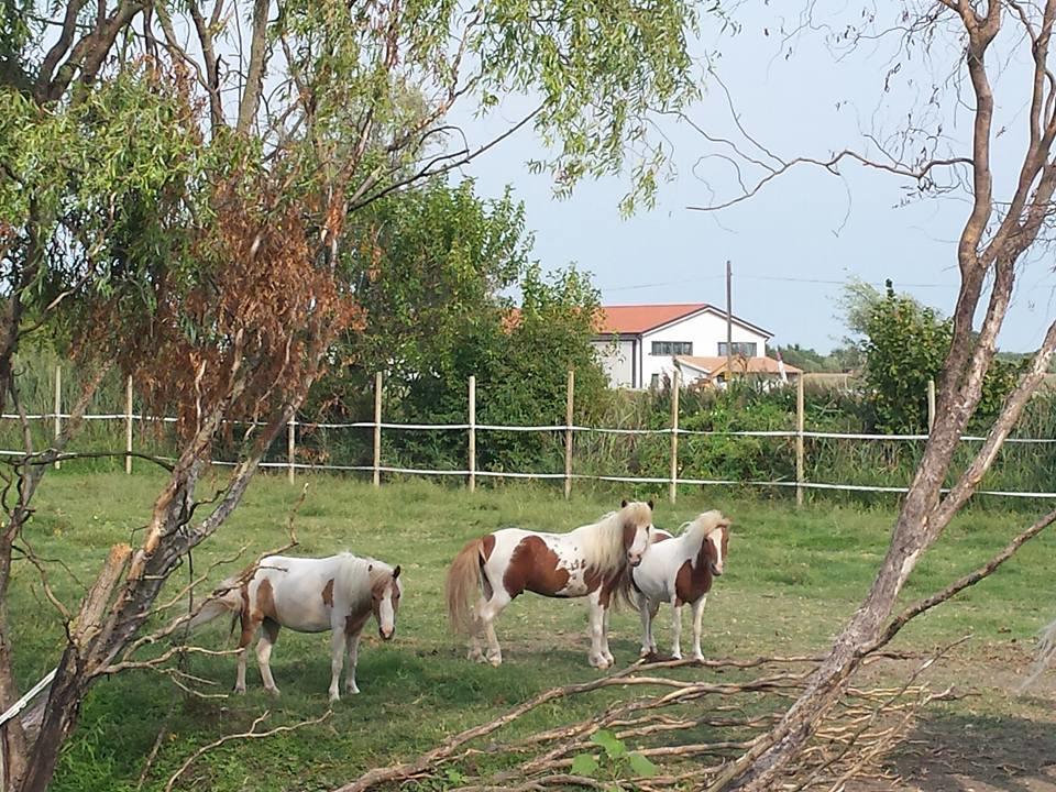 Quadrifoglio Relax Pension San Donà di Piave Buitenkant foto